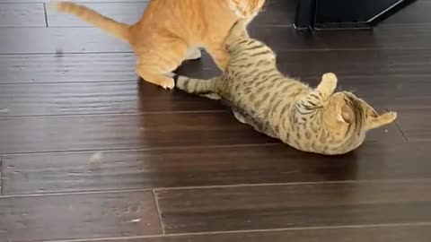 Two_Cats_Fight_With_Each_Other_-AND VERY VERY FUNNY SCENE