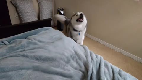 Husky "alarm clock" wakes up owner