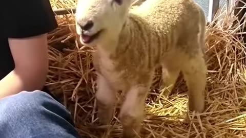 Cute sheep#sheep