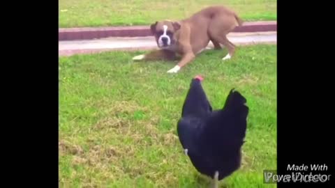 Chicken attacking people