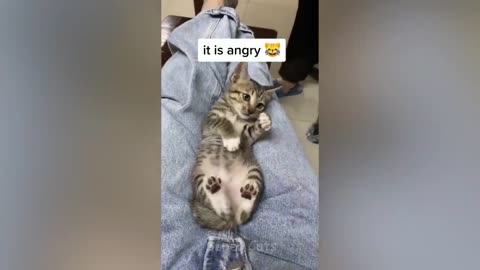 Angry Super Cats