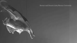 Tiny bat muscles shed light on aerodynamics