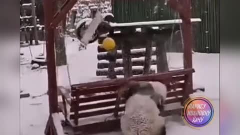 Panda kung fu