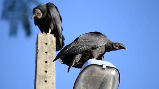 Twin Black Buzzards Vulture Bird