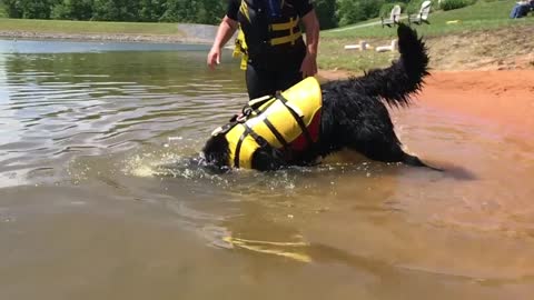 giant dog goes diving in slow motion for his toy