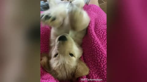 Best of Tucker Budzyn! Cute and Funny Golden Retriever Puppy videos