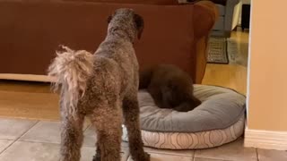 Crazy puppy endlessly digs on her dog bed