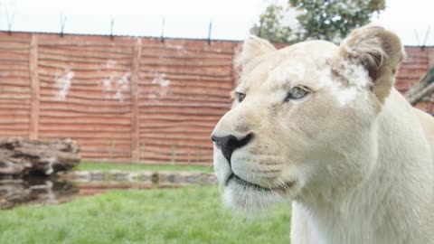 beautiful Hungry lion