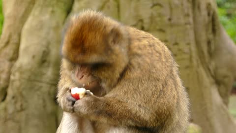 Cute Monkey enjoy eating fruit