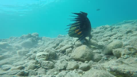 Fish swim in the Red Sea, colorful fish, Eilat Israel 8