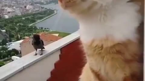 Cat and crow competition (watch till end 😂)