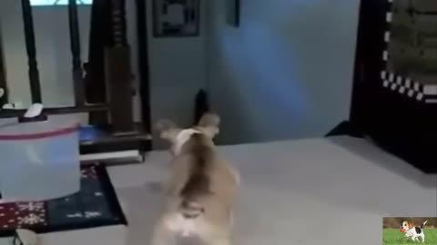 Dog Can Dish It, But Not Take It