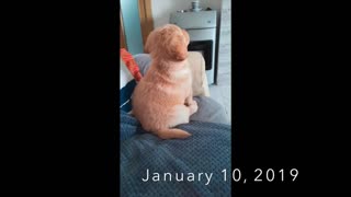 Golden Retriever loves watching cartoons his whole life