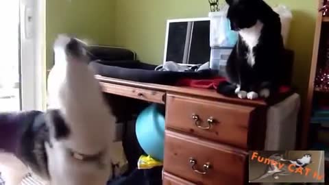 Cats and Dogs Meeting Reactions