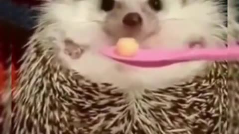 When the hedgehog is angry just give him some food 🥰