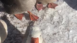 Geese walking over to say hello