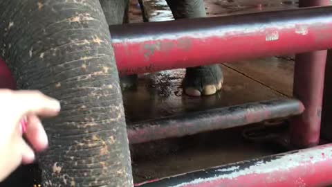 Close-up Thai elephant video.