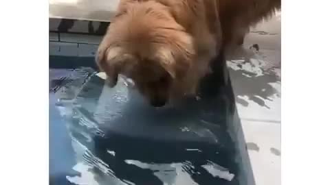 When learning to swim it’s very impawtent to furst practice the pawper technique.