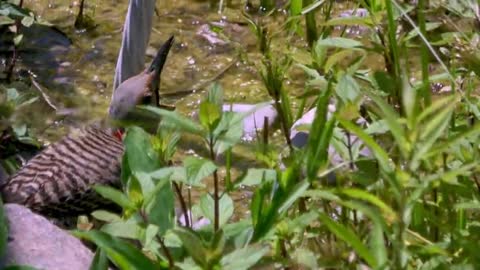 Stunning indigo bunting enjoys bath in backyard pond