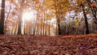 CAPTIVATING NATURE- FOREST SOUNDS- STEP INTO THE WOODS