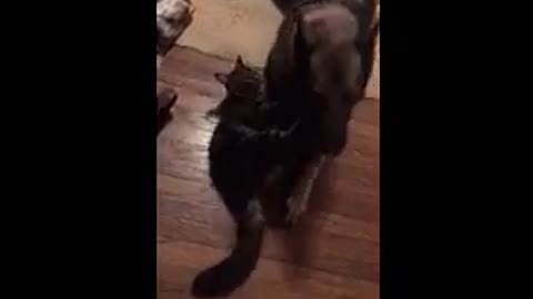 Dash attacks a dog