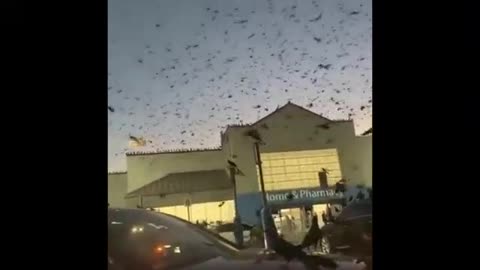 Amazed! A large number of blackbirds gather in a shopping mall in Texas, USA