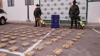 Perros de la Policía detectaron una “narcoencomienda” en Girón