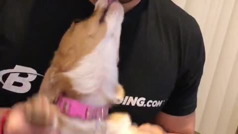 Beatboxing Corgi