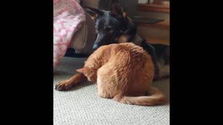 Whoever said cats and dogs do not get along is crazy