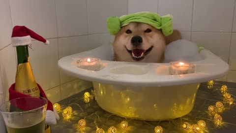Adorable Shiba Inu thoroughly enjoys relaxing bath