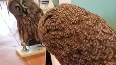 Owl Rotates Head || Looking at Their Mirror Image😮