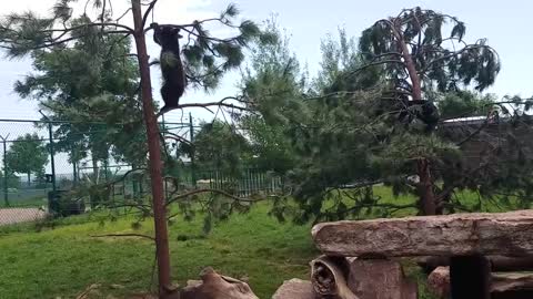 Bear Cubs running, playing and climbing at Bear Country U.S.A. In South Dakota