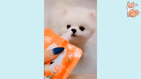 Super cute baby dogs