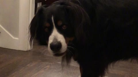 Watch this huge dog adorably protest a grooming session