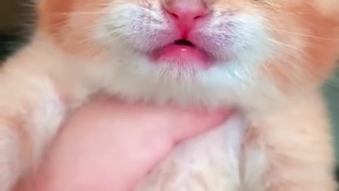 Cute animals videos
