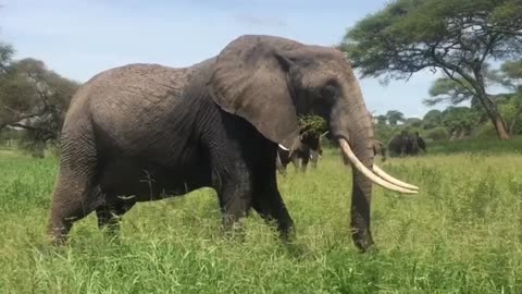 Wild Elephant Feeding