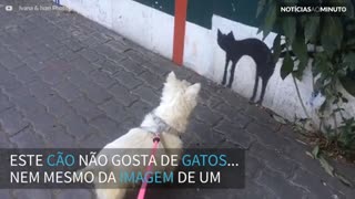 Cão se assusta com pintura de gato em muro