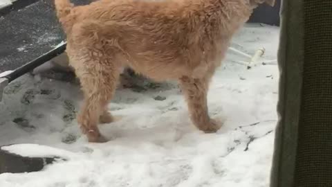 Dogs playing in the snow