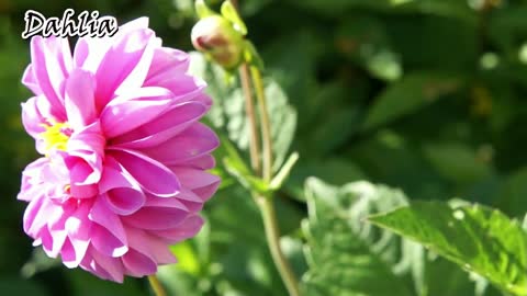 Dahlia Flowers