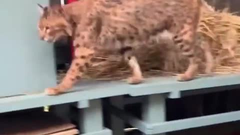 Bobcat Asha climbs to her hiding place