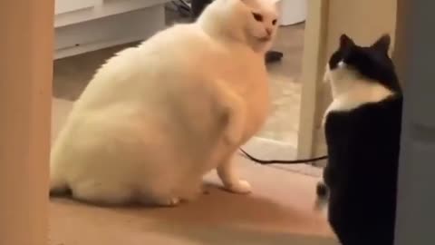 Fat cats Fighting moment