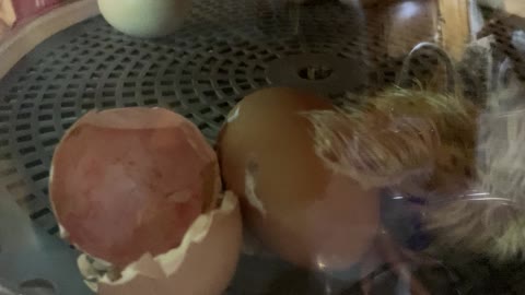 Hatching our First Generation Chicks