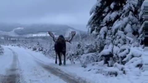 Giant Bull Moose Passes us on Road