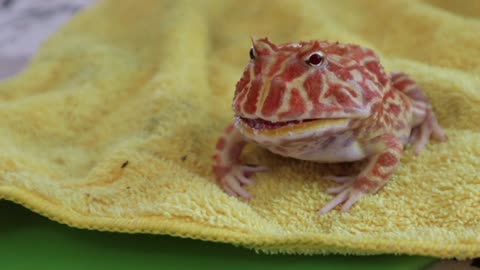 Cute frog screams