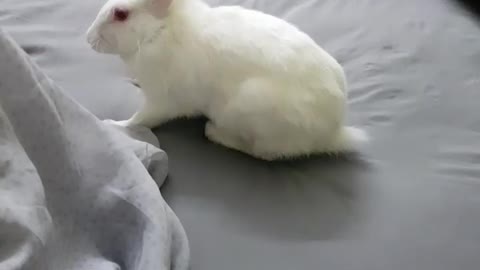 White tiny bunnies 🐰 | It's so Сute! 🥰
