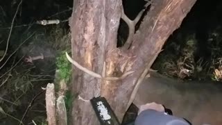 Rescuing a Deer With a Chainsaw