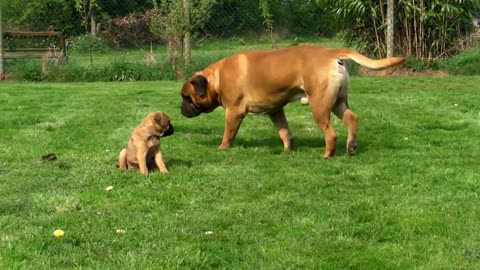 Bullmastiff pup meets Dad for the first time- Bullmastiff Pup, nr Rugeley - Lichfield