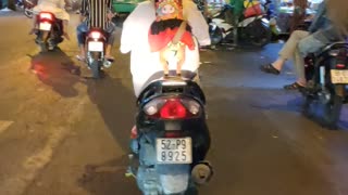 Dog Riding on Motorcycle in Style
