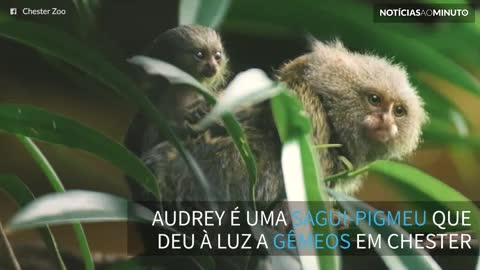 Menor macaca do mundo dá à luz a gêmeos miniatura