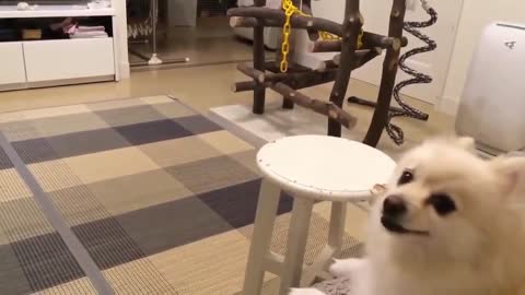 Funny Cute Dog Barking At The TV
